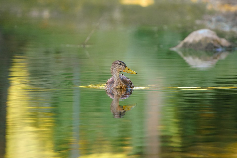 Trouves le canard qui est en toi